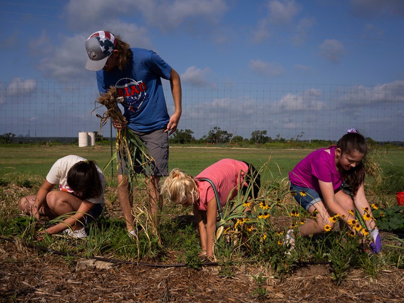 Volunteer gardeners, from left, Ava Moore, 18; Caleb Rappolee, 17; Pera Taylor, 11; and Salaya Henderson, 11, pick fresh onions at the Dewey Prairie Garden in Donie on June 29. The Dewey Prairie Garden is a pilot program by NRG as it continues the Jewett mine’s environmental reclamation.